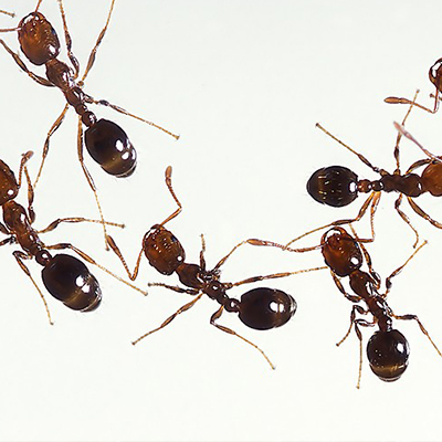 Ants as a metaphor for social media marketing
